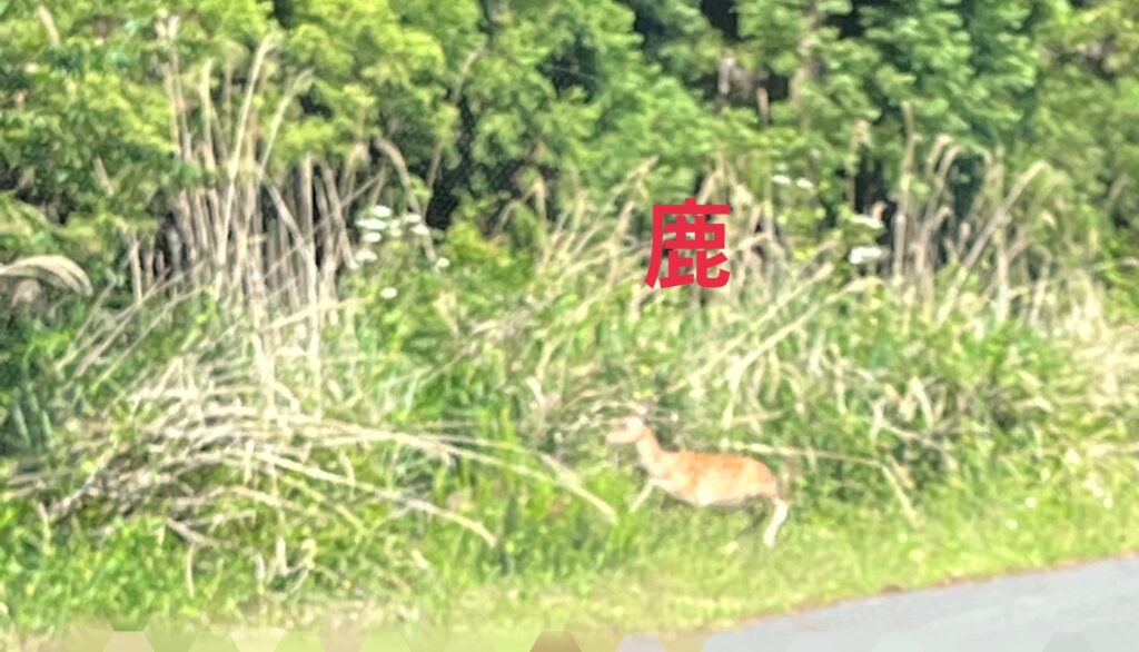 石巻ドライブ、上品山までの山道で鹿と出会う